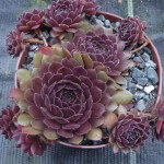 Sempervivum Pacific Spring...