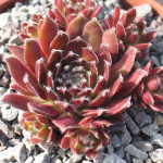 Sempervivum Pacific...