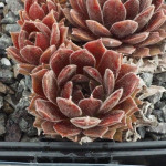 Sempervivum Pacific Sonata...