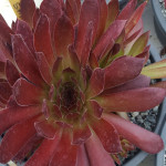 Sempervivum Pacific Shadow...