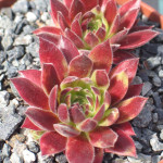 Sempervivum Pacific Sexy Rojnik