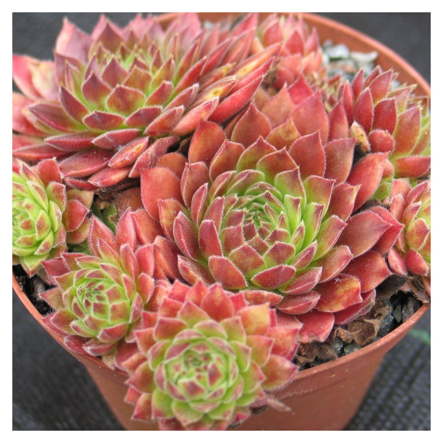 Sempervivum Pacific Sexy Rojnik