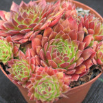 Sempervivum Pacific Sexy...