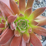 Sempervivum Pacific Sexy Rojnik