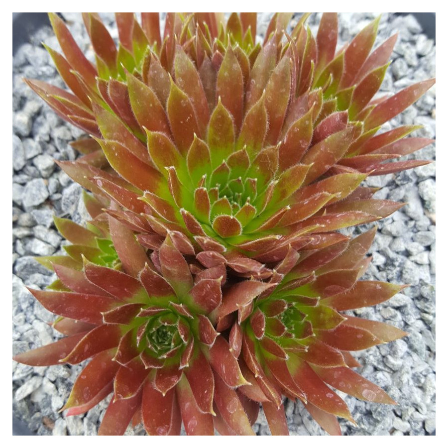 Sempervivum Pacivic Second Try Rojnik