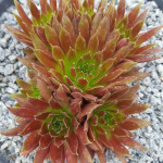 Sempervivum Pacific Second...