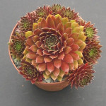 Sempervivum Pacivic Second Try Rojnik