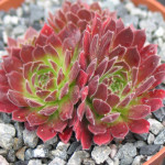 Sempervivum Pacific Red...