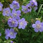 Geranium pratense Mrs Kendall Clark Bodziszek łąkowy