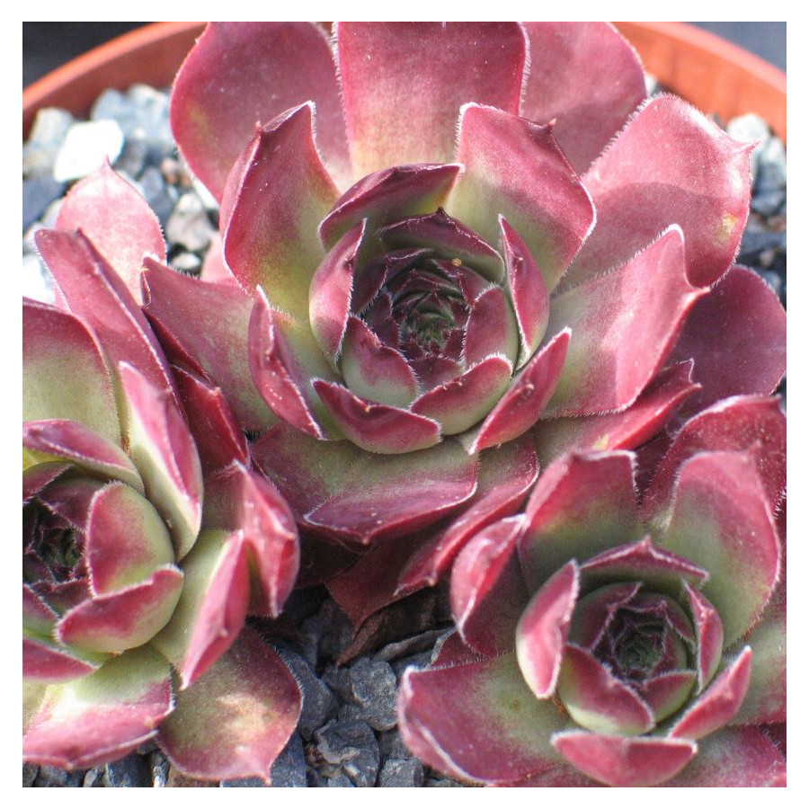 Sempervivum Pacific Purple Shadow Rojnik