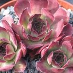 Sempervivum Pacific Purple...