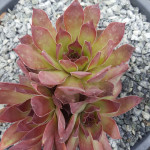 Sempervivum Pacific Purple Shadow Rojnik