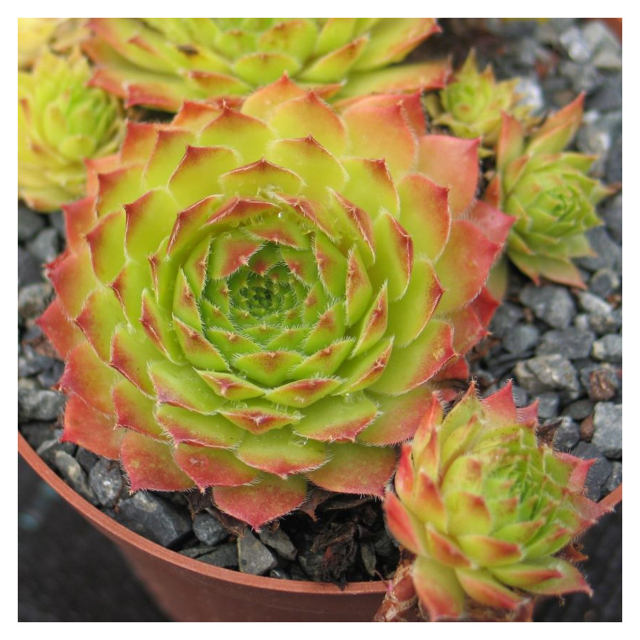 Sempervivum Pacific Opal Rojnik