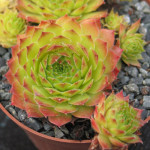 Sempervivum Pacific Opal...