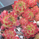 Sempervivum Pacific Opal Rojnik