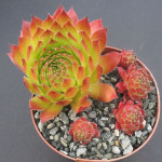 Sempervivum Pacific Opal Rojnik