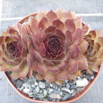 Sempervivum Pacific Mini Hep Rojnik