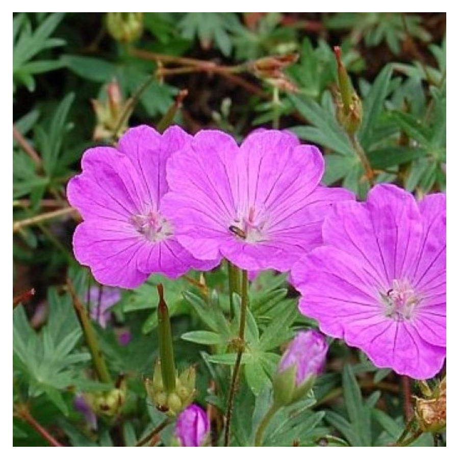 Geranium sanguineum Aviemore Bodziszek czerwony