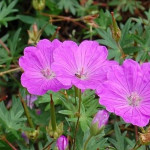 Geranium sanguineum...