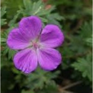 Geranium sanguineum...