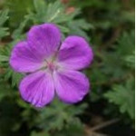 Geranium sanguineum Aviemore Bodziszek czerwony