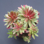 Sempervivum Pacific Knight Rojnik