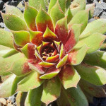 Sempervivum Pacific Knight Rojnik