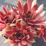 Sempervivum Pacific Knight...