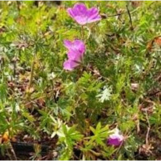 Geranium sanguineum  Elsbeth Bodziszek czerwony