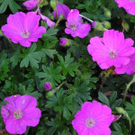 Geranium sanguineum Max Frei Bodziszek czerwony