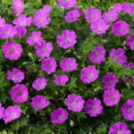 Geranium sanguineum Max Frei Bodziszek czerwony