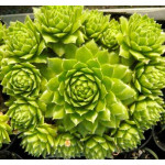 Sempervivum Pacific Green...