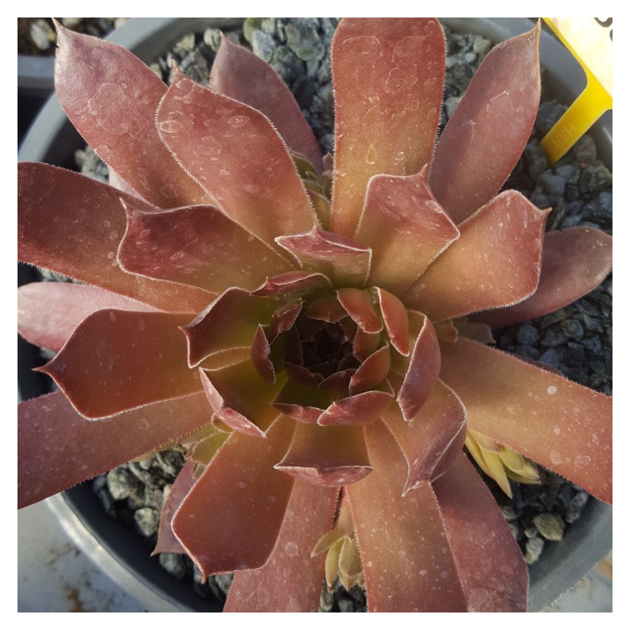 Sempervivum Pacific Deep Rojnik