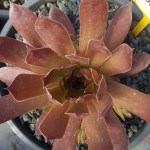 Sempervivum Pacific Deep...