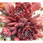 Sempervivum Pacific Deep Rojnik