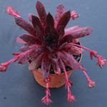 Sempervivum Pacific Daemon...