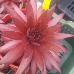 Sempervivum Pacific Blazing...