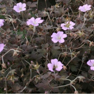 Geranium x hybridum Dusky...