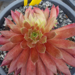 Sempervivum Pacific Black...