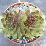 Sempervivum Pacific Beppa Rojnik