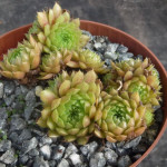 Sempervivum Pachamama Rojnik