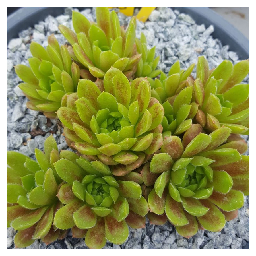 Sempervivum Pachamama Rojnik