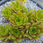 Sempervivum Pachamama Rojnik