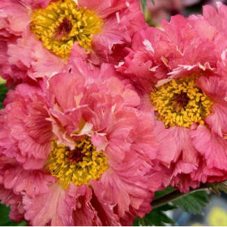 Edytuj: Geum Bohema Pink Kuklik - Rośliny od Ogrodnika Szkółka Barcikowscy