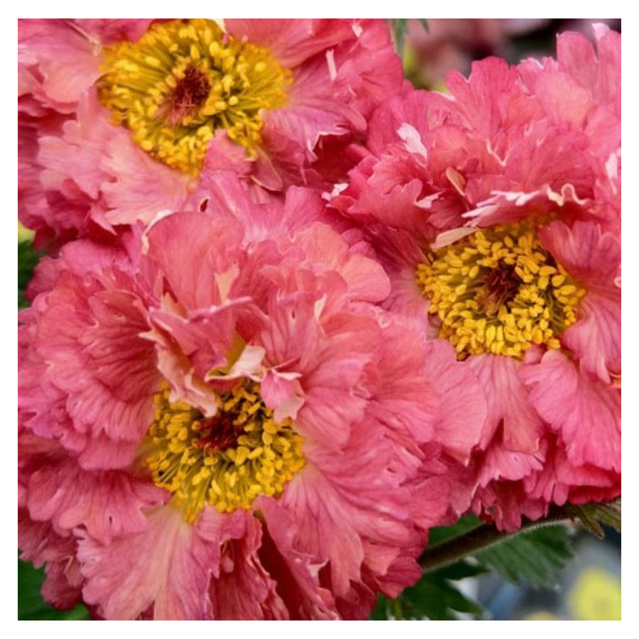 Edytuj: Geum Bohema Pink Kuklik - Rośliny od Ogrodnika Szkółka Barcikowscy