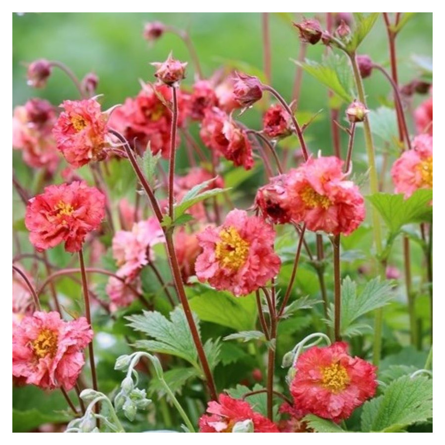 Edytuj: Geum Bohema Pink Kuklik - Rośliny od Ogrodnika Szkółka Barcikowscy