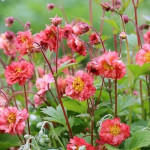 Edytuj: Geum Bohema Pink Kuklik - Rośliny od Ogrodnika Szkółka Barcikowscy