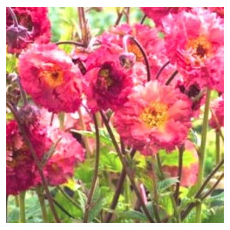 Edytuj: Geum Bohema Pink Kuklik - Rośliny od Ogrodnika Szkółka Barcikowscy