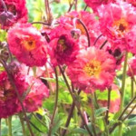 Edytuj: Geum Bohema Pink Kuklik - Rośliny od Ogrodnika Szkółka Barcikowscy