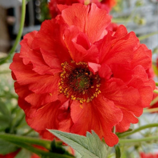 Geum chiloense Feuerball...